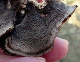 Bjerkandera adusta image