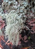 Usnea barbata image