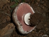 Agaricus bitorquis image