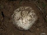 Agaricus bitorquis image