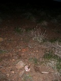 Agaricus bitorquis image