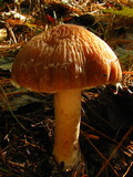Psathyrella rugocephala image