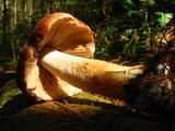 Psathyrella rugocephala image