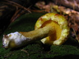 Suillus americanus image