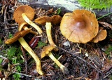 Cortinarius malicorius image