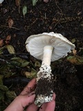 Amanita magniverrucata image