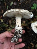Amanita magniverrucata image