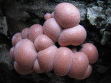 Lycogala epidendrum image