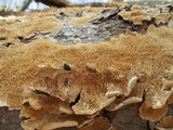 Irpex lacteus image