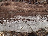 Xylobolus frustulatus image