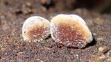 Auricularia nigricans image