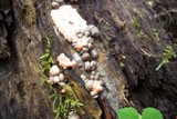 Lycogala epidendrum image