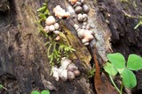 Lycogala epidendrum image