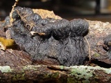 Plectania rhytidia image