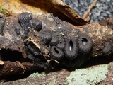 Plectania rhytidia image