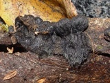 Plectania rhytidia image