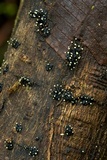Stromatographium stromaticum image