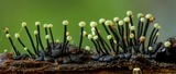 Stromatographium stromaticum image