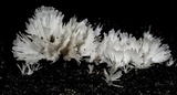 Hydnopolyporus fimbriatus image