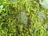 Baeomyces rufus image