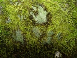 Baeomyces rufus image