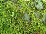 Baeomyces rufus image