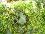 Baeomyces rufus image