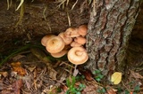 Armillaria solidipes image