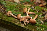 Armillaria solidipes image