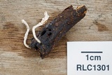 Xylaria cubensis image