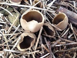 Helvella leucomelaena image