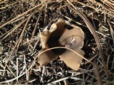Helvella leucomelaena image