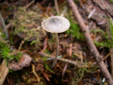 Mycena amicta image
