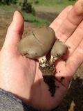 Helvella leucomelaena image