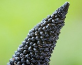 Xylobotryum portentosum image