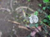 Mycena amicta image