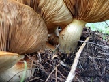 Gymnopilus ventricosus image