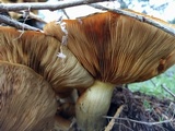 Gymnopilus ventricosus image