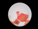 Xylobolus frustulatus image
