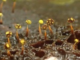 Physarum viride var. viride image