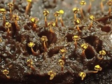Physarum viride var. viride image