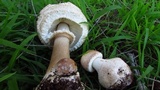 Chlorophyllum nothorhacodes image