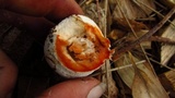 Chlorophyllum nothorhacodes image