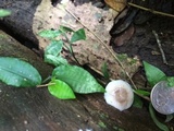 Mycena margarita image