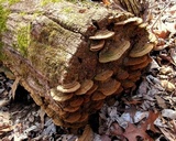 Phellinus gilvus image