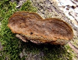 Phellinus gilvus image