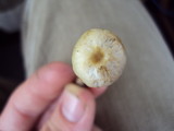 Bolbitius vitellinus image