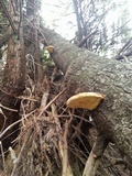 Fomitopsis mounceae image