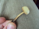 Bolbitius vitellinus image