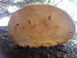 Fomitopsis mounceae image